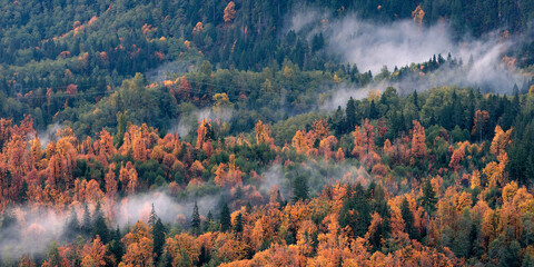 Misty mountains with autumn forest covered be morning fog before sunrise in the Washington state. View from Heybrook lookout.