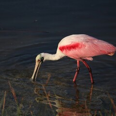 Fototapeta premium Roseate Spoonbill Pink Beauty Merritt Island NWR Florida