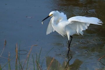 Snowy Egret Graceful Flight at Merritt Island NWR Florida