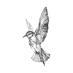 Bird handdrawn illustration, Bird drawing