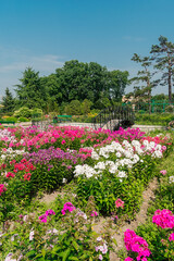  A park full of pink flowers. Flower garden.