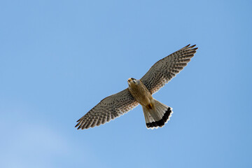 Turmfalke bei der Jagd