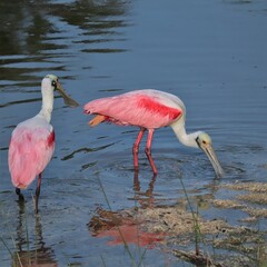 Fototapeta na wymiar Gorgeous Pink Power Roseate Spoonbill Merritt Island NWR Florida