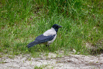  feathered animal hooded crow on green grass