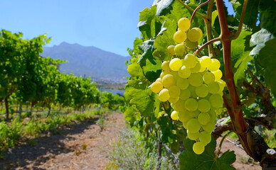 White ripe grape before harvest in a vineyard of Guimar,Tenerife,Canary Islands,Spain.Green grapes...