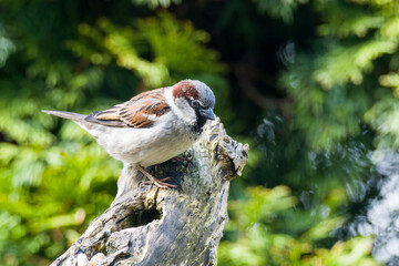 Haussperling bei der Futtersuche