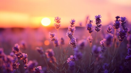 Sunset over lavender field. - obrazy, fototapety, plakaty