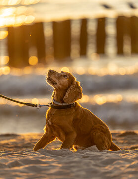 Fototapeta Wakacje z psem - Cocker Spaniel nad morzem