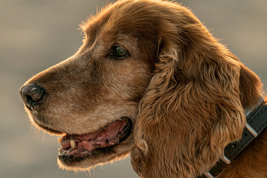 Fototapeta Cocker Spaniel nad morzem