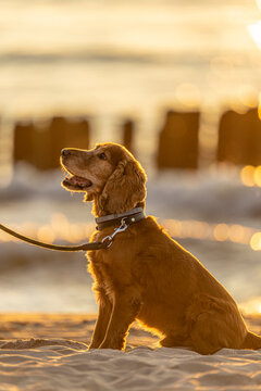 Fototapeta Wakacje z psem - Cocker Spaniel nad morzem