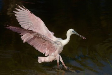 Gorgeous Pretty Pink Roseate Spoonbill Merritt Island NWR Florida