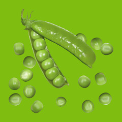 Open pea pod with peas. Isolated image on a green background. 