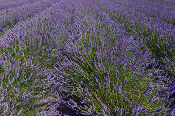 Summer field with a beautiful blooming lavender plant - Lavandula. The flowers are purple and pink.