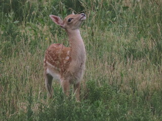 European fallow deer (Dama dama) fawn (calf) looking towards the sky while grazing on a large field.