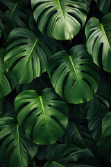 Generative ai: Monstera green leaves or Monstera Deliciosa in dark tones, background or green leafy tropical