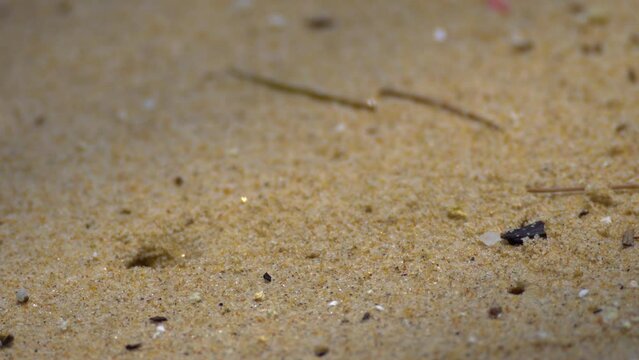 Ocypode crab at the beach digging sand.
