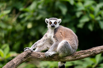 The ring-tailed lemur (Lemur catta)
