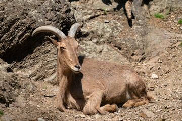 The Barbary sheep (Ammotragus lervia), also known as aoudad is a species of caprid native to rocky mountains in North Africa. It is also known as waddan, arwi or moufflon.