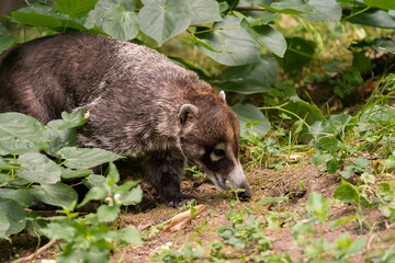 The white-nosed coati (Nasua narica), also known as the coatimundi, is a species of coati and a member of the family Procyonidae (raccoons and their relatives). Antoon, gato solo, pizote, and tejón.