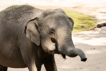 The Asian elephant (Elephas maximus), also known as the Asiatic elephant, is the only living species of the genus Elephas and is distributed throughout the Indian subcontinent and Southeast Asia