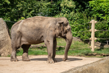 The Asian elephant (Elephas maximus), also known as the Asiatic elephant, is the only living species of the genus Elephas and is distributed throughout the Indian subcontinent and Southeast Asia