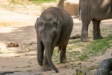 Funny baby elephant. The Asian elephant is the largest land mammal on the Asian continent. They inhabit dry to wet forest and grassland habitats in 13 range countries spanning South and Southeast Asia