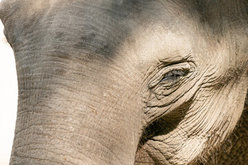 The Asian elephant (Elephas maximus), also known as the Asiatic elephant, is the only living species of the genus Elephas and is distributed throughout the Indian subcontinent and Southeast Asia