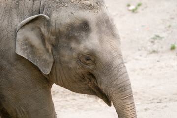 Fototapeta premium Funny baby elephant. The Asian elephant is the largest land mammal on the Asian continent. They inhabit dry to wet forest and grassland habitats in 13 range countries spanning South and Southeast Asia