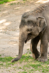 Fototapeta premium Funny baby elephant. The Asian elephant is the largest land mammal on the Asian continent. They inhabit dry to wet forest and grassland habitats in 13 range countries spanning South and Southeast Asia