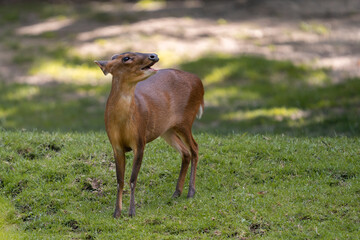 Reeves's muntjac (Muntiacus reevesi), also known as the Chinese muntjac, is a muntjac species found widely in southeastern China (from Gansu to Yunnan) and Taiwan.