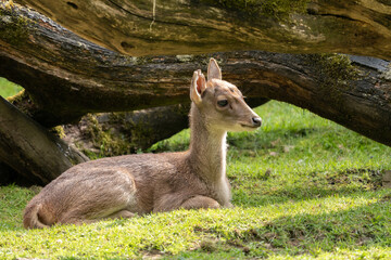 Reeves's muntjac (Muntiacus reevesi), also known as the Chinese muntjac, is a muntjac species found widely in southeastern China (from Gansu to Yunnan) and Taiwan.