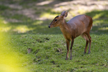 Reeves's muntjac (Muntiacus reevesi), also known as the Chinese muntjac, is a muntjac species found widely in southeastern China (from Gansu to Yunnan) and Taiwan.