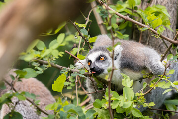 The ring-tailed lemur (Lemur catta)
