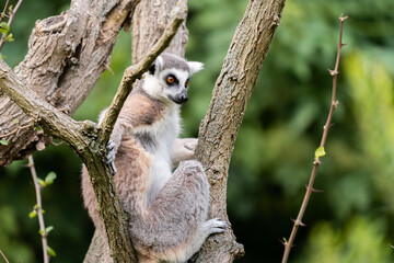 The ring-tailed lemur (Lemur catta)