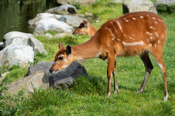 a peaceful background of a young sika spotted Japanese deer Cervus nippon resting on grass on a sunny day