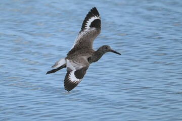 Willett in Flight Merritt Island NWR Florida