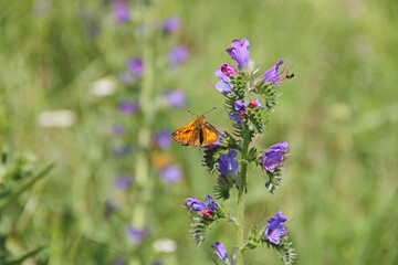Komma-Dickkopffalter
