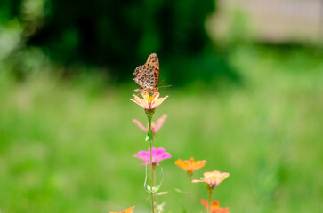 Mariposa
