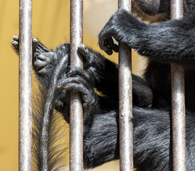 Obraz premium Paws of a black monkey on a metal lattice in a zoo