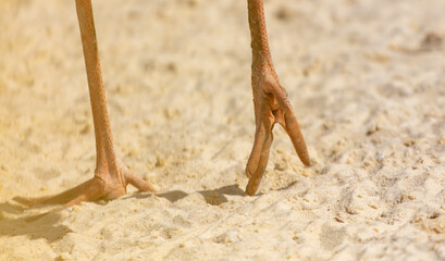 Close-up of a bird's paw on sandy ground