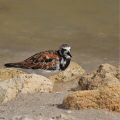 Ruddy Turnstone at the Shore Seaside Merritt Island NWR Florida