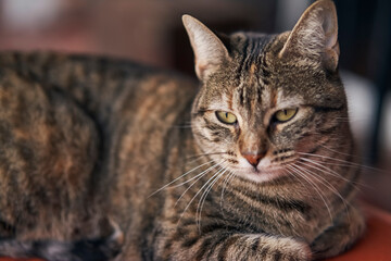 Portrait of cat with green eyes 