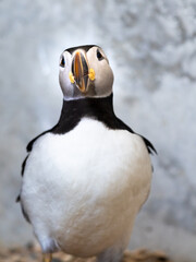 Atlantic Puffin or Common Puffin, Fratercula arctica