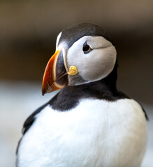 Naklejka premium Atlantic Puffin or Common Puffin, Fratercula arctica