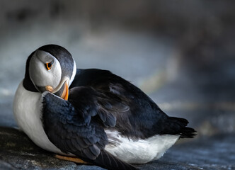 Atlantic Puffin or Common Puffin, Fratercula arctica