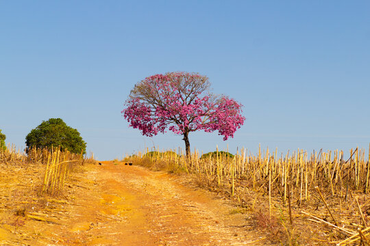 Paisagem com estrada de terra, capim seco e ip&ecirc; roxo. Handroanthus impetiginosus.