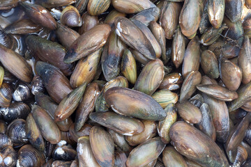 There are many types of freshwater mussels in Thailand.

