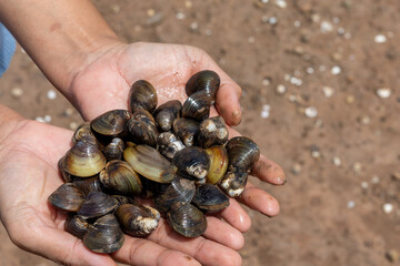 Lots of seashells in the hands of a woman ready to cook in the Thai summer.