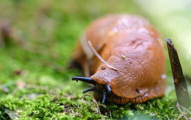 slug close-up on green moss with blurred background