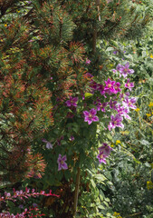 A pink clematis next to a conifer bush in a backyard garden